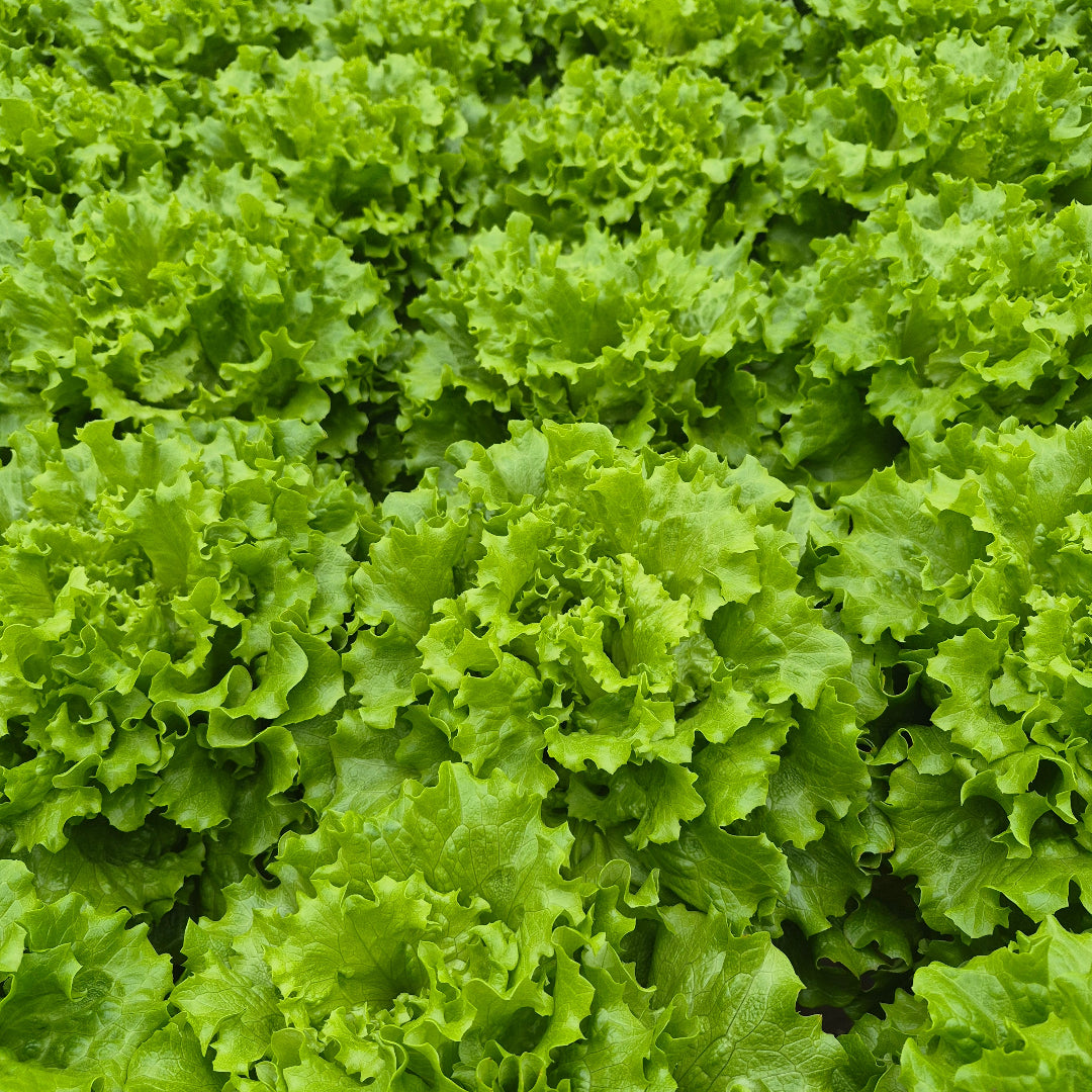Close-up of fresh green lettuce leaves
