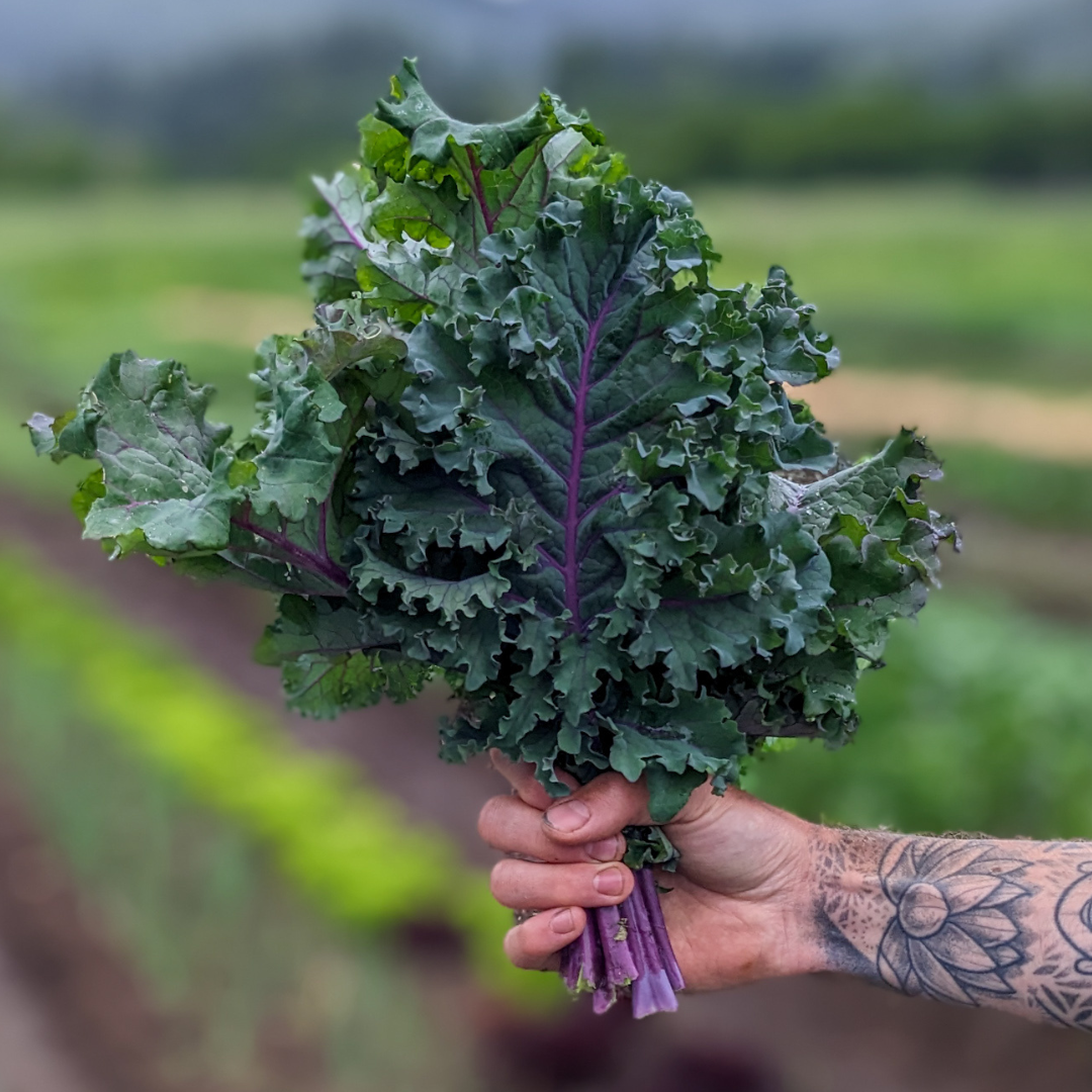 Fresh Kale