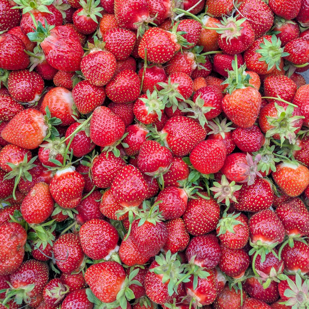 Fruit