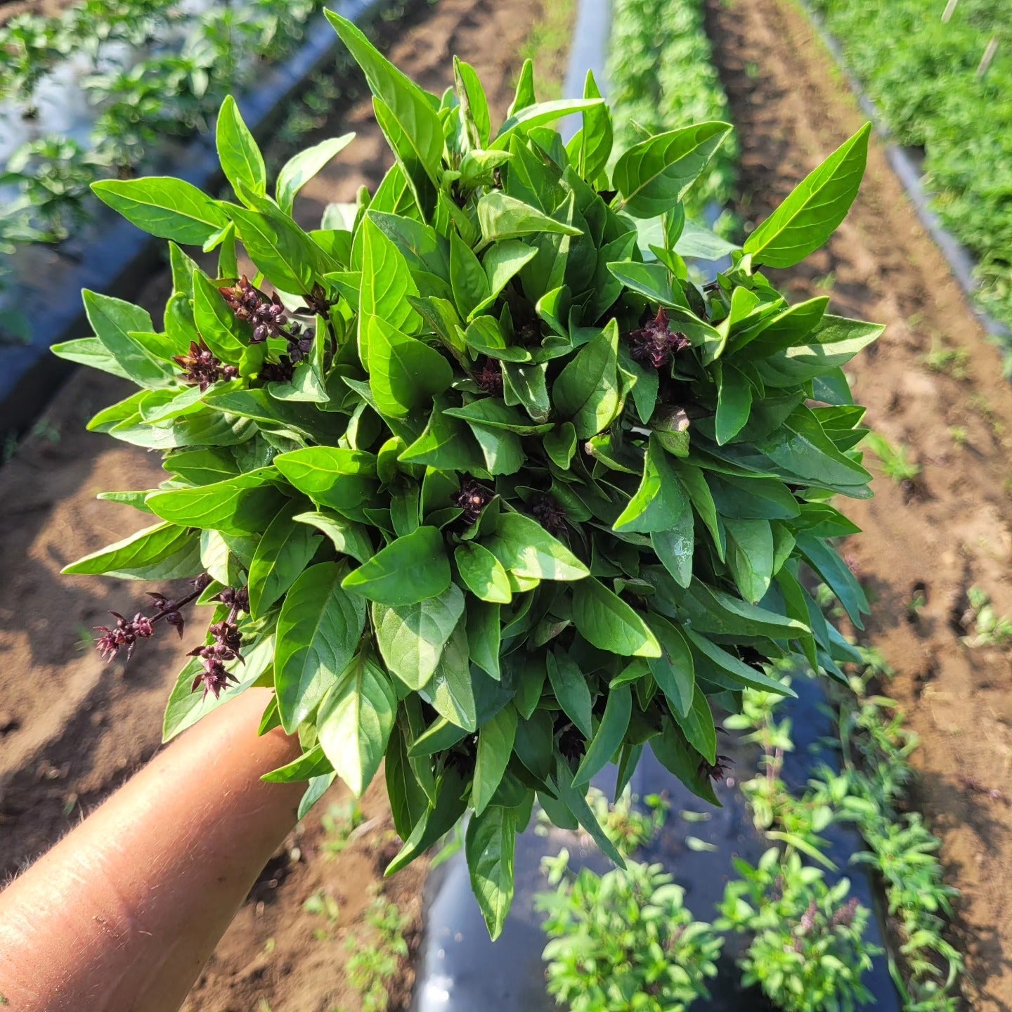 Herbs