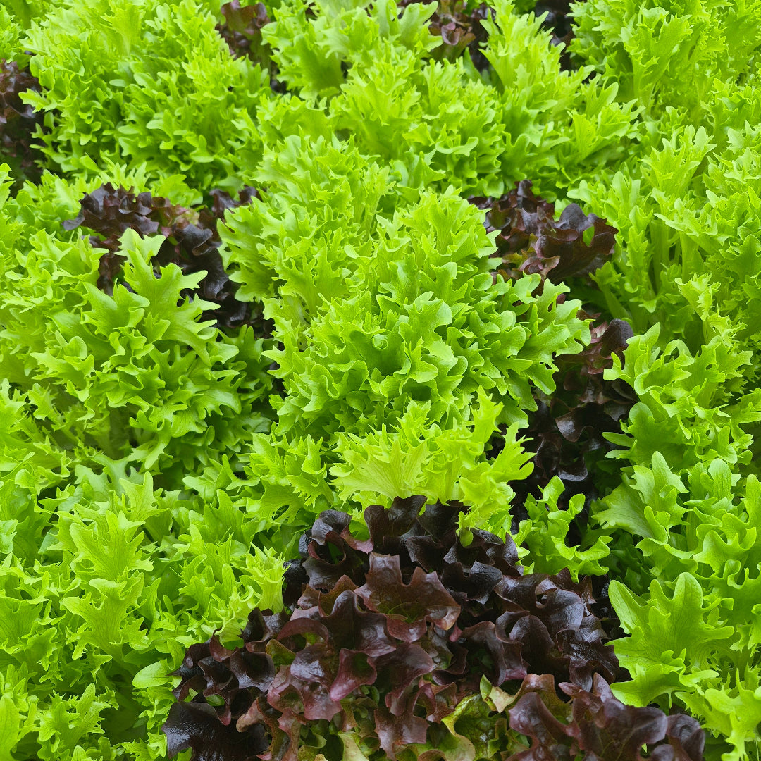 salad mix