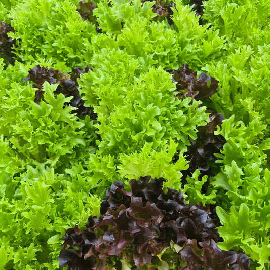 salad mix