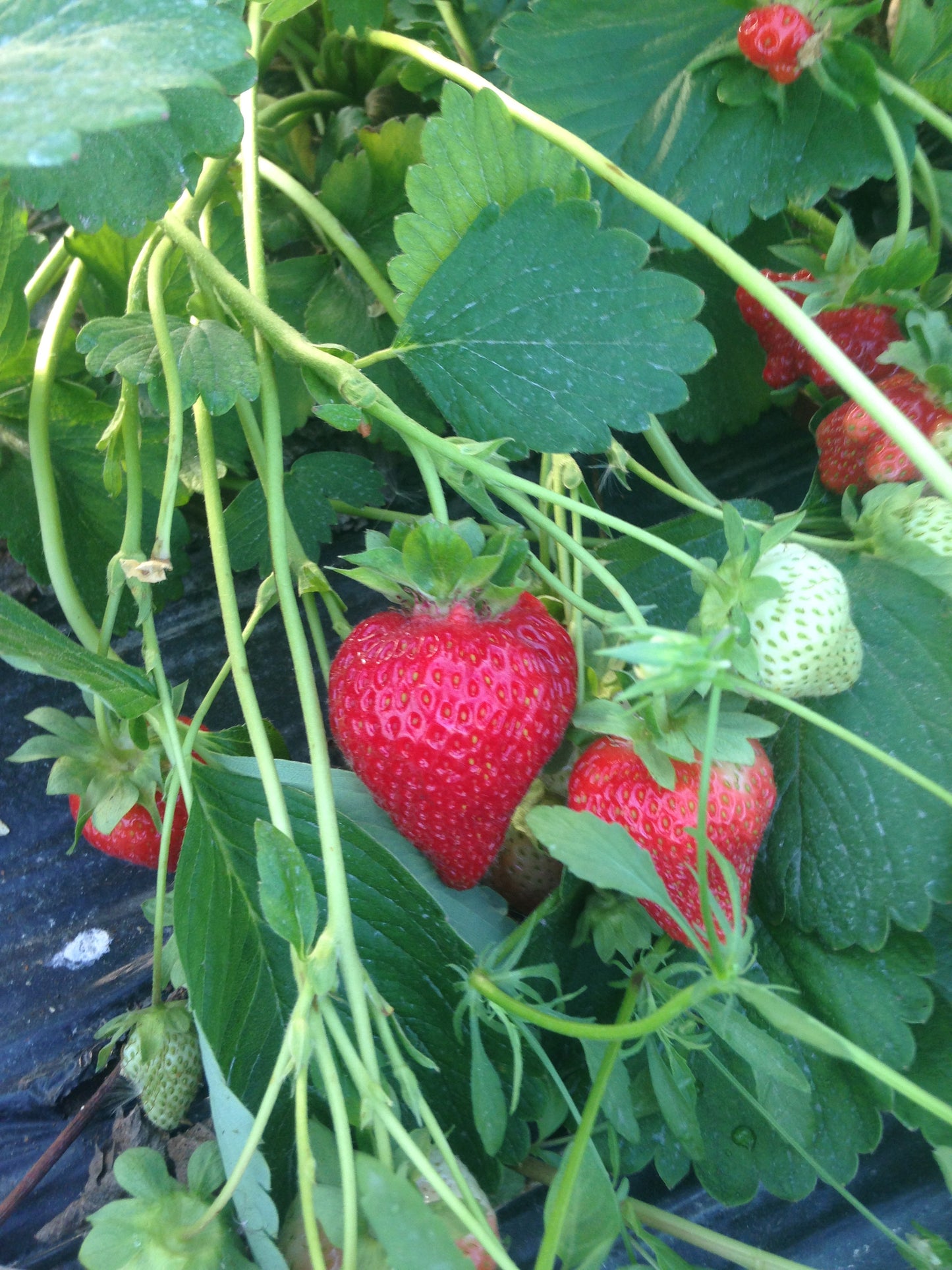 Strawberries available May 30 -October