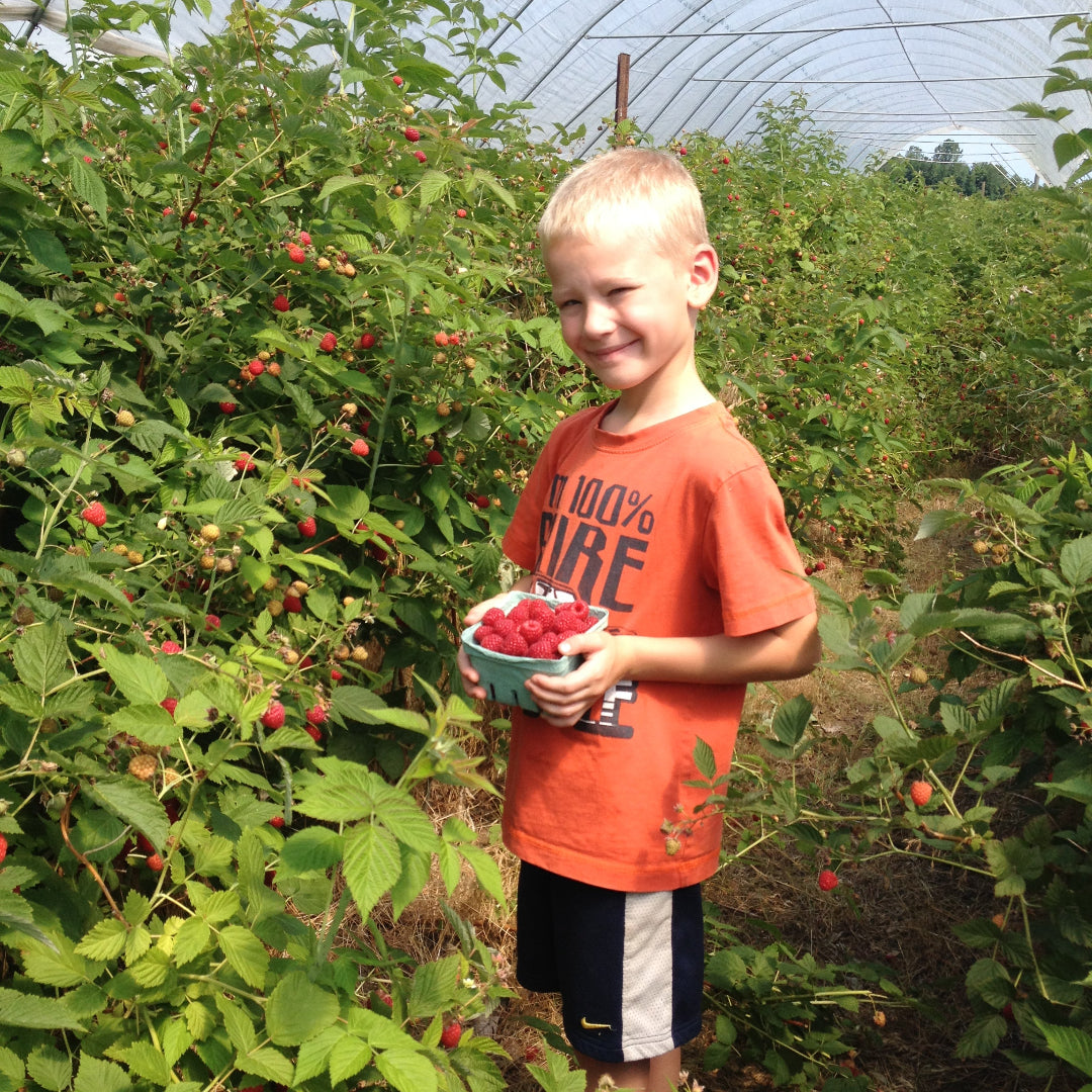 Person in an orange shirt holding raspberry in a berry field