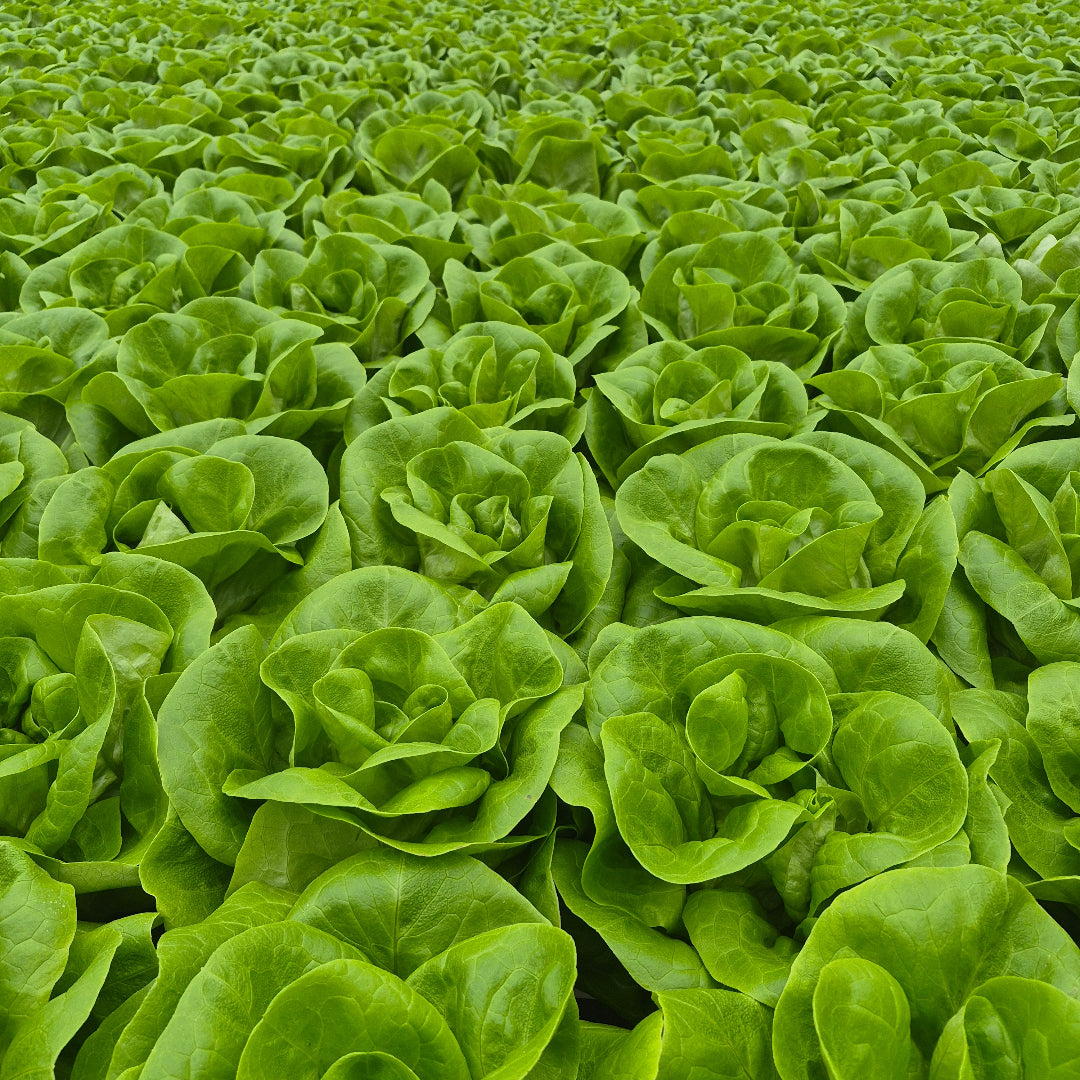 butterhead lettuce in greenhouse