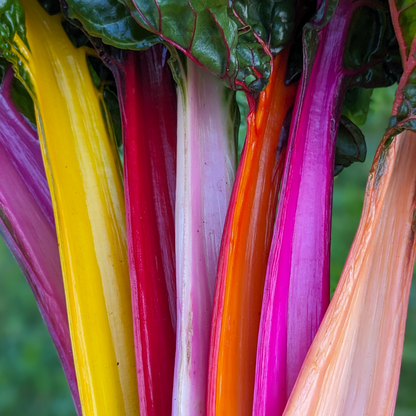Rainbow Swiss Chard  coming soon