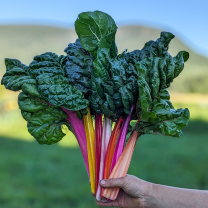 Rainbow Swiss Chard  coming soon