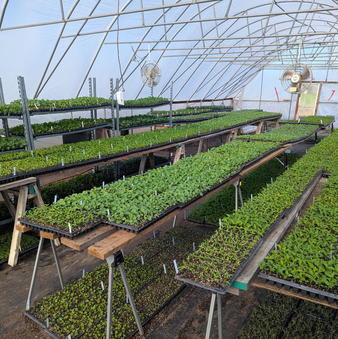 Green plants in trays inside a greenhouse with a metal roof.
