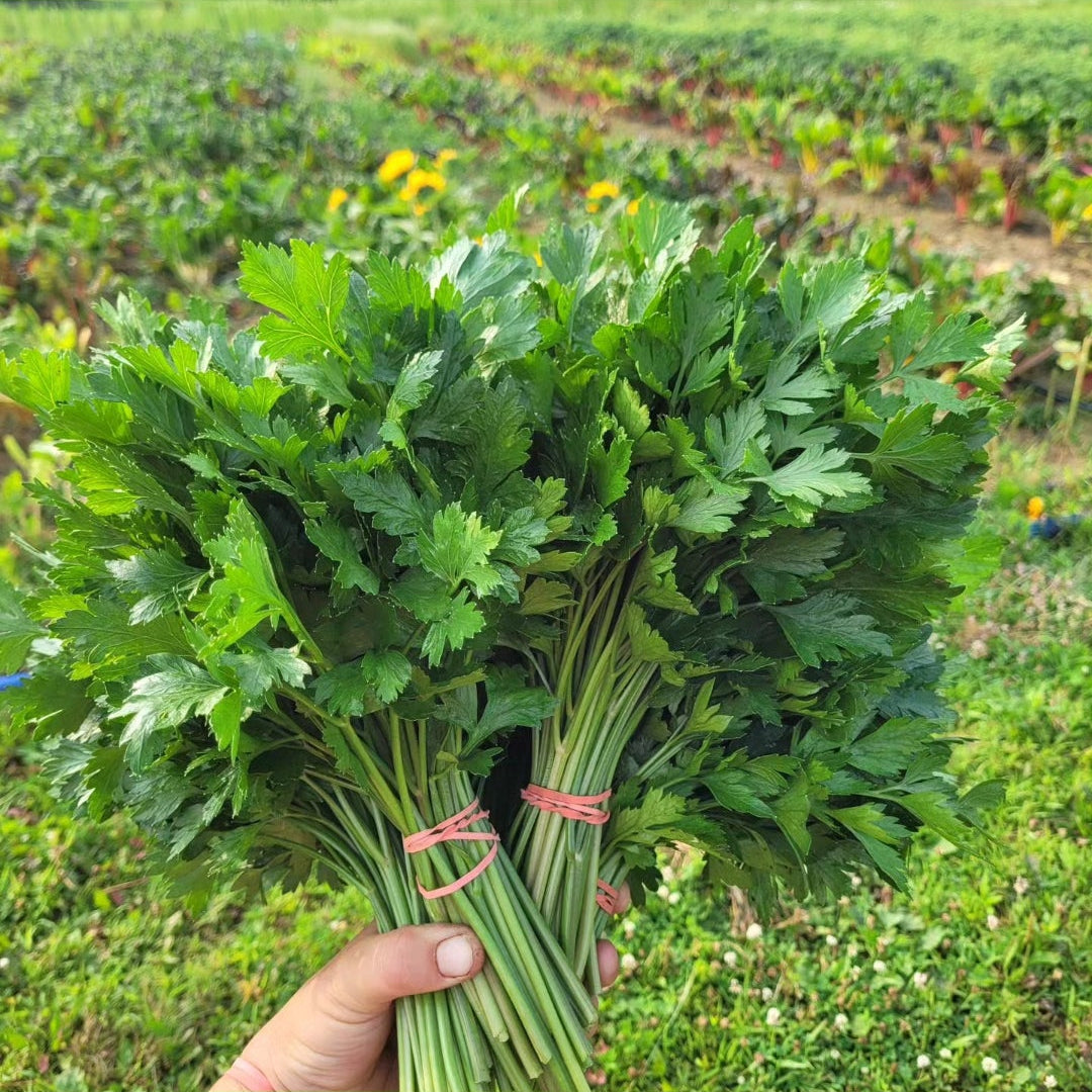 Italian Parsley available June -October