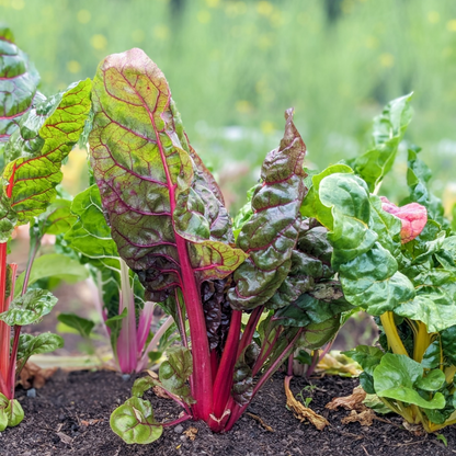 Rainbow Swiss Chard  coming soon