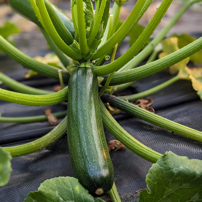 Zucchini  June - Sept