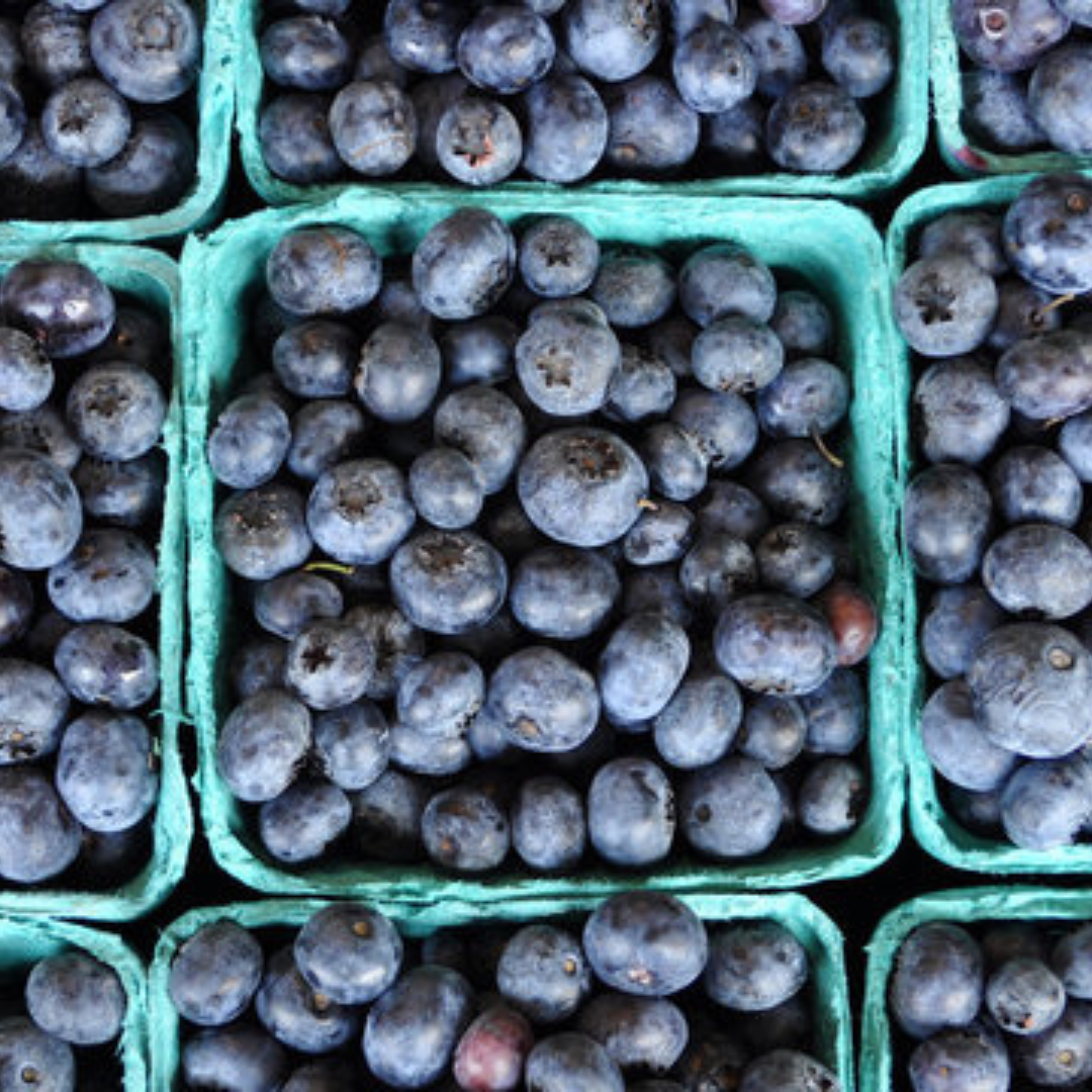 Fresh Picked Blueberries July and August
