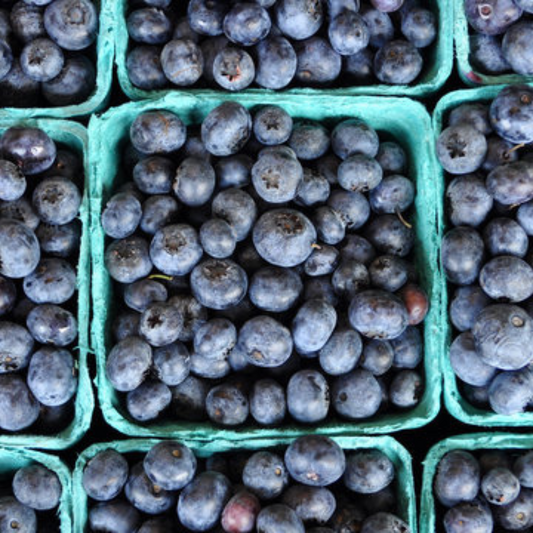 Fresh Picked Blueberries July and August
