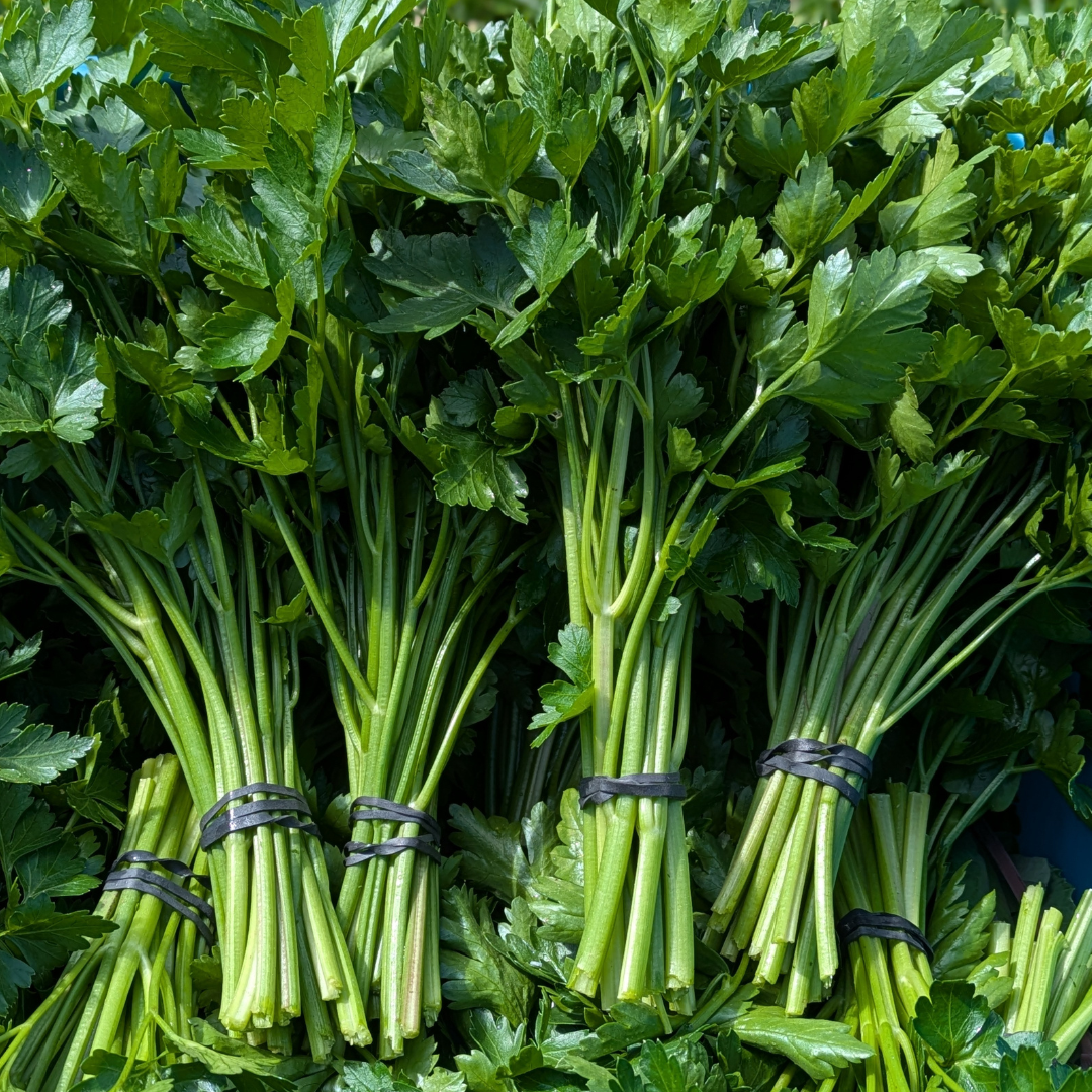 Italian Parsley available June -October