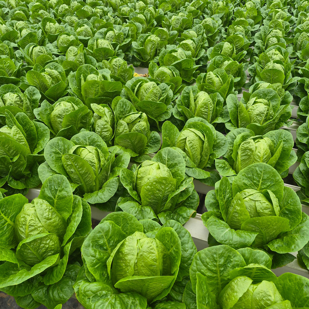 romaine lettuce greenhouse