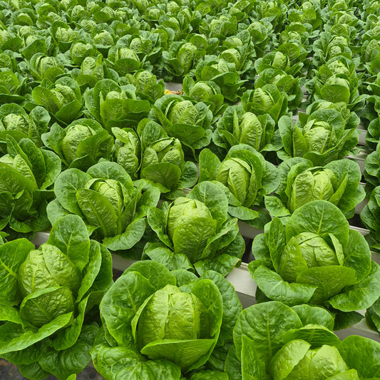 romaine lettuce greenhouse