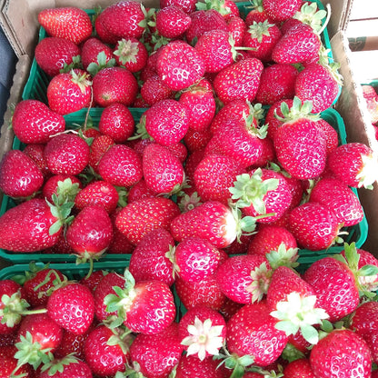 Box filled with red strawberries