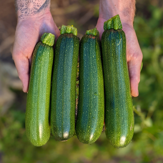 Zucchini  June - Sept